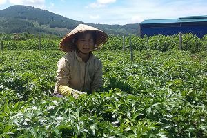 Vườn trồng đương quy