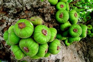 Quả sung được chọ từ quả bánh tẻ