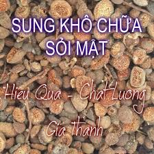 Sung Khô Chữa Sỏi Mật