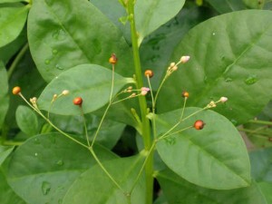 Tác Dụng Của Cây Sâm đất