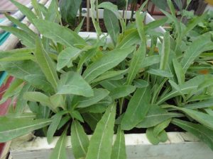Cây giống bồ công anh