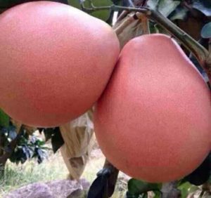 Quy trình đặt hàng giống bưởi đỏ phúc kiến