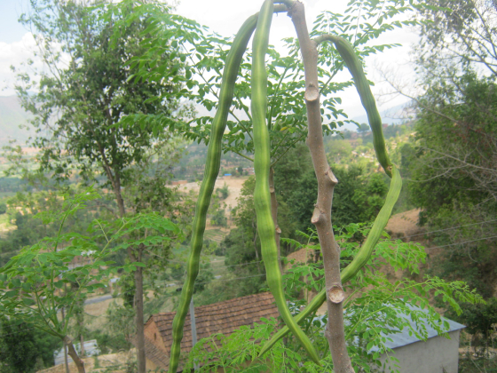 Chùm Ngây 5