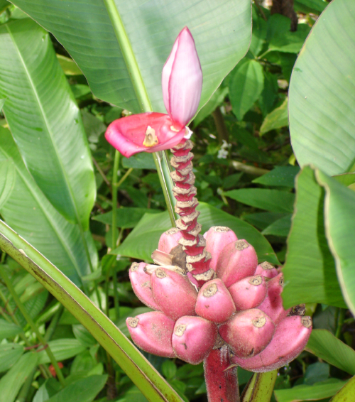 Chuối Hồng 1