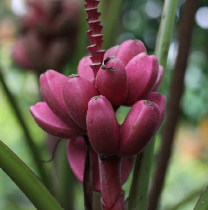 Musa Velutina (self Peeling Banana) At Kew Gardens