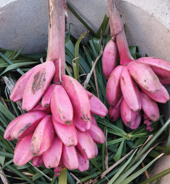 Chuối Hồng 6