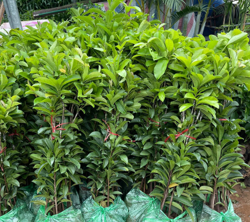 Hồng Xiêm Xoài 1