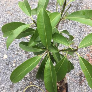 Hồng Xiêm Xoài 2