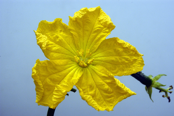 Mướp 1