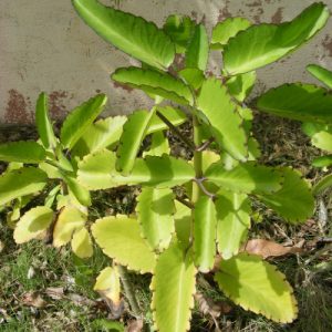 Thuốc Bỏng 8