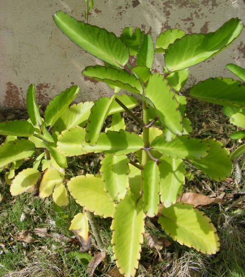 Thuốc Bỏng 8