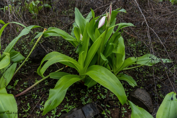 Trinh Nữ Hoàng Cung 10