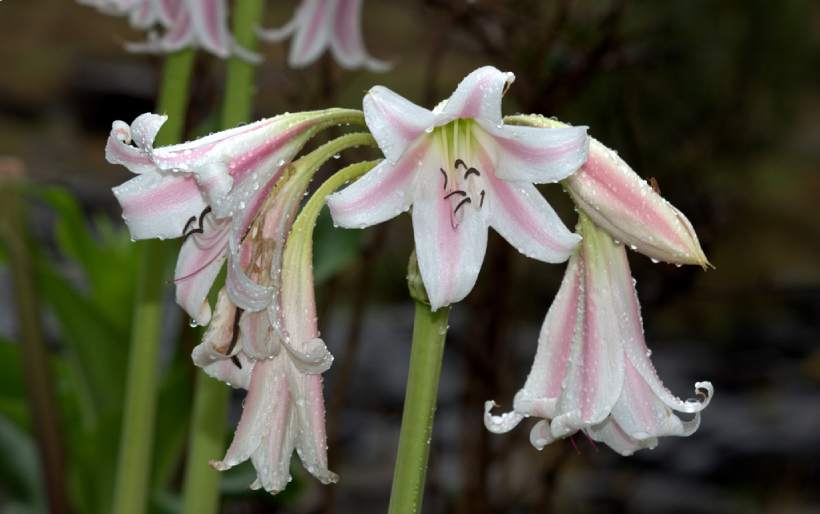 Trinh Nữ Hoàng Cung 7