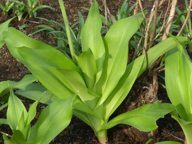 Trinh Nữ Hoàng Cung 8