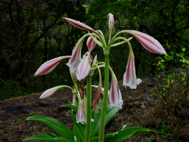 Trinh Nữ Hoàng Cung 9