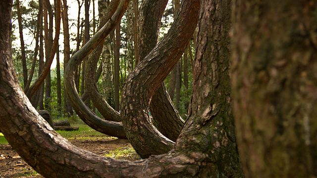 640px Crooked Forest 2