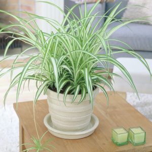 Cỏ Lan Chi Làm Cảnh Sang Trọng