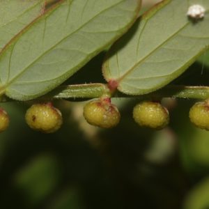 Diệp Hạ Châu đắng 8