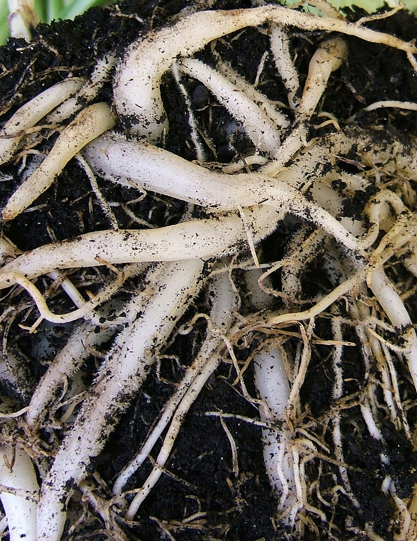 Rễ Của Cây Chlorophytum Comosum