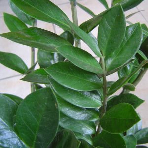 Zamioculcas Zamiifolia Thích Hợp để Lọc Không Khí