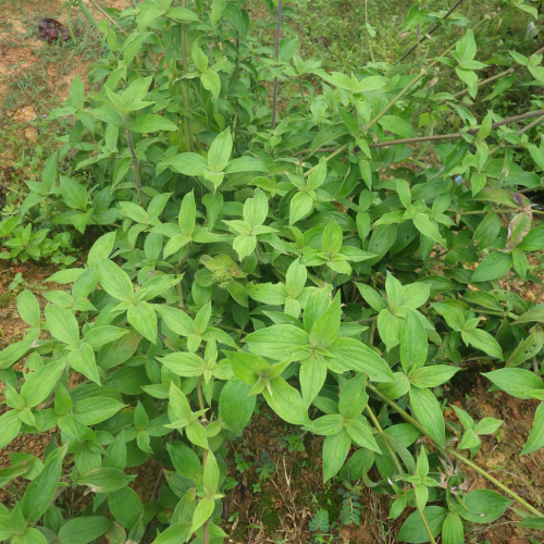 Dạ Cẩm 4