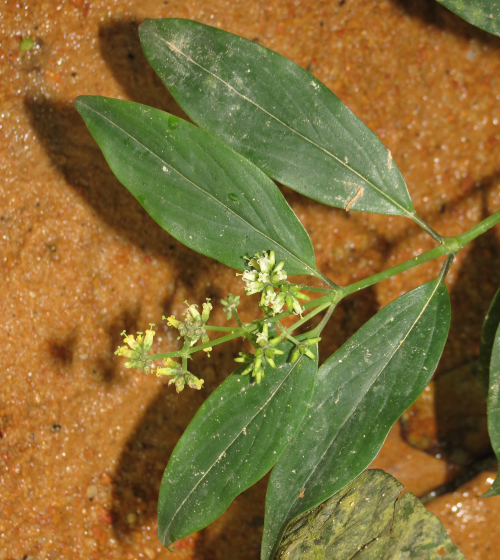 Dạ Cẩm 6