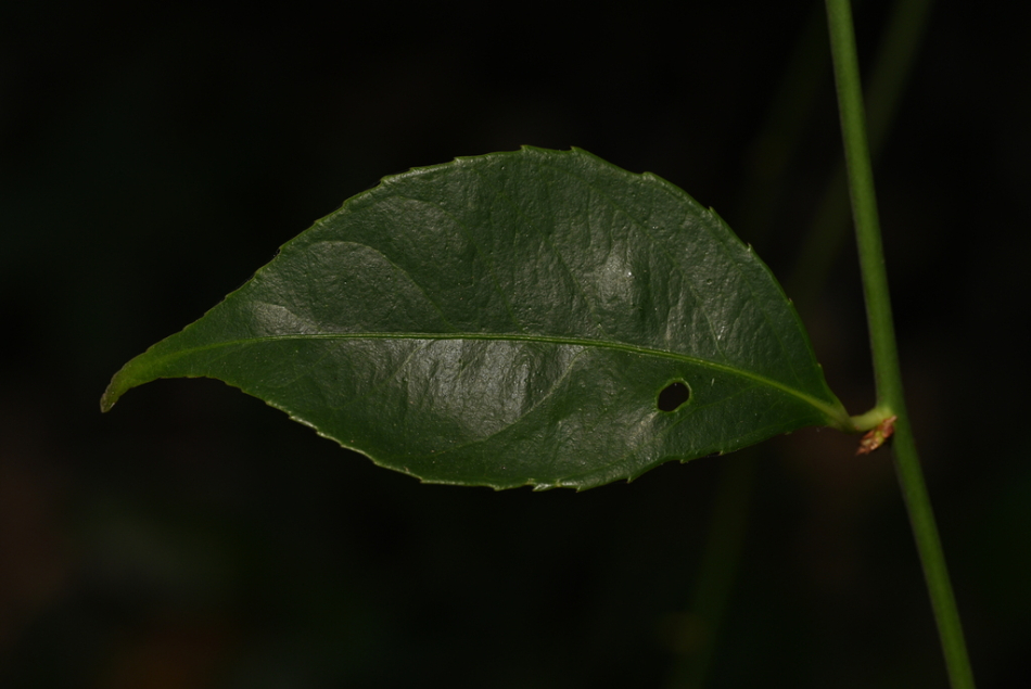 Xạ đen Châu Âu 2