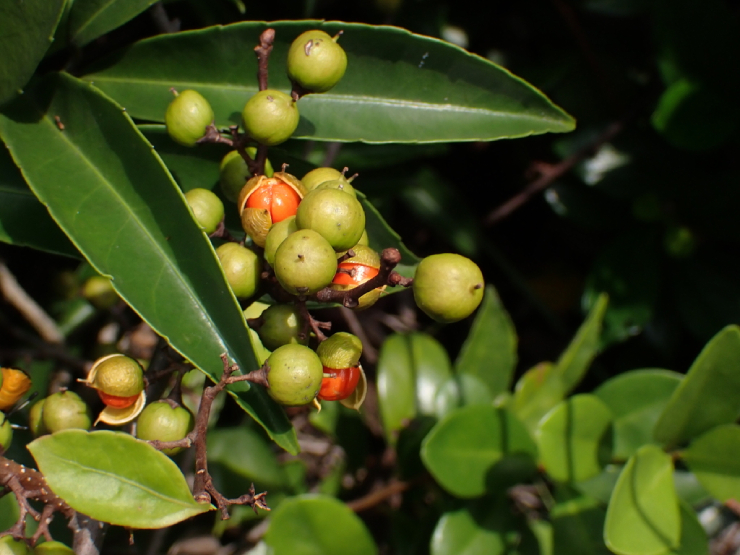 Xạ đen Châu Âu 3