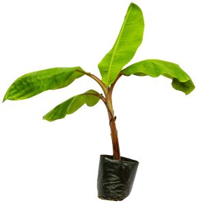 Chuối đỏ Giống