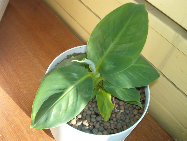 Chuối Hột Rừng 4
