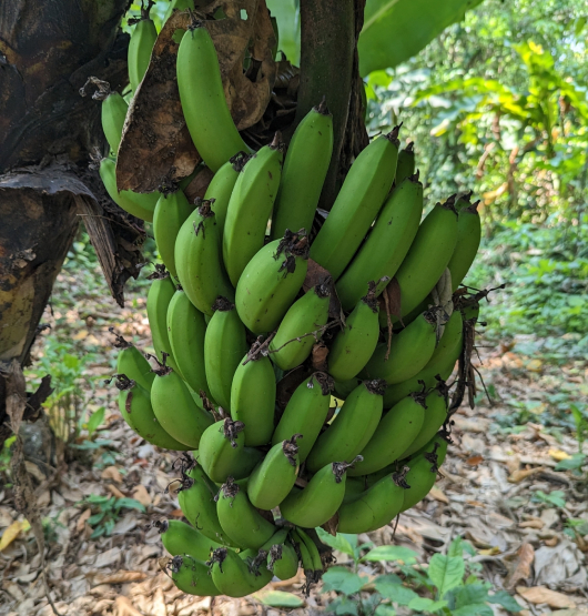 Chuối Hột Rừng 5
