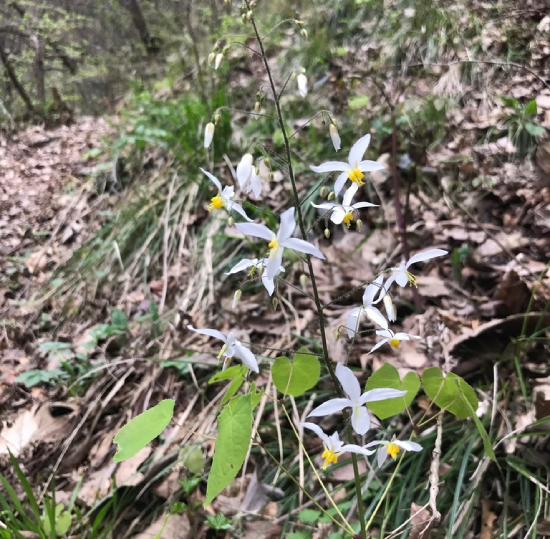 Dâm Dương Hoắc Lá Hình Tìm 1