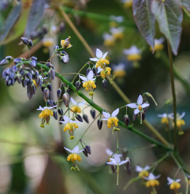 Dâm Dương Hoắc Lá Mác 1