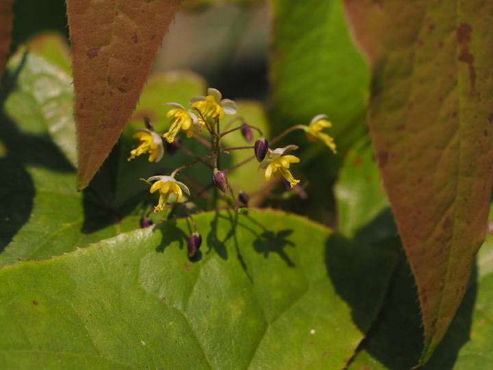 Dâm Dương Hoắc Lá Mác 2