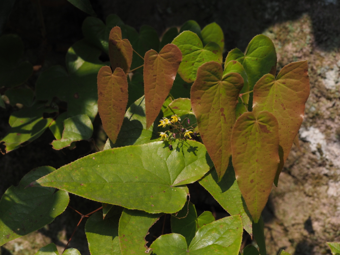 Dâm Dương Hoắc Lá Mác 3