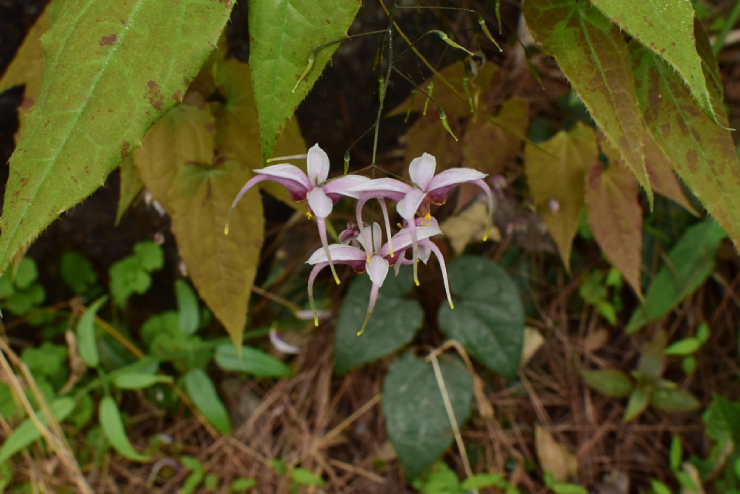 Dâm Dương Hoắc Lá To 1