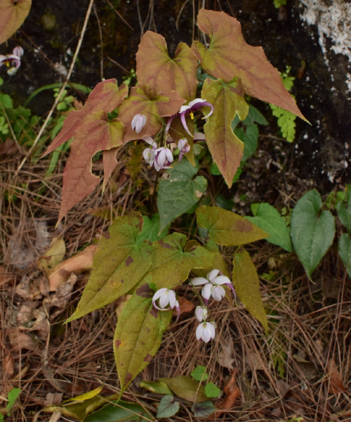 Dâm Dương Hoắc Lá To 2