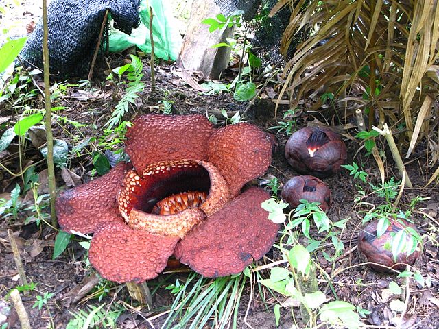 640px Rafflesia Arnoldii And Buds