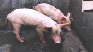 Bệnh phó thương hàn ở lợn