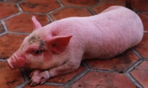 Bệnh phù nề ở lợn