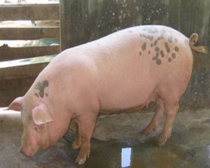 Bệnh tiêu chảy ở lợn