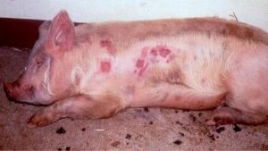 Bệnh tụ huyết trùng ở lợn