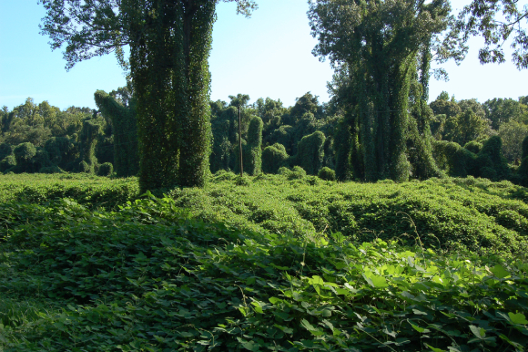 Sắn Dây 4