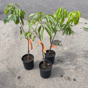 Vải Không Hạt 3