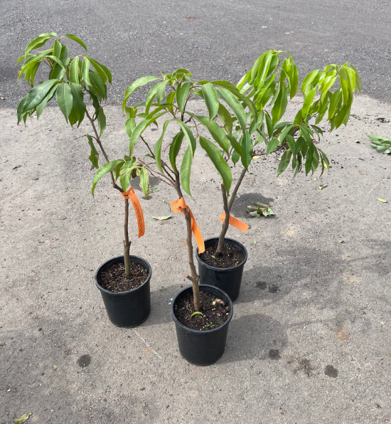 Vải Không Hạt 3