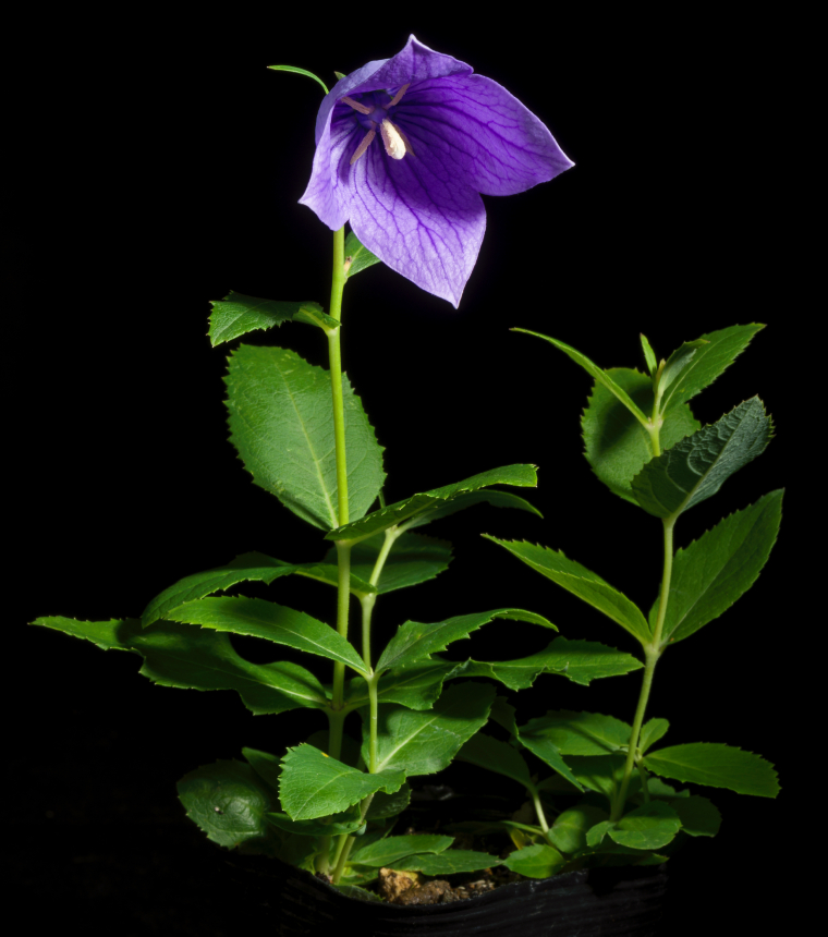 Platycodon Grandiflorus Apoi Dwarf Type (jacq.) A.dc., Monogr. Campan.: 125 (1830)