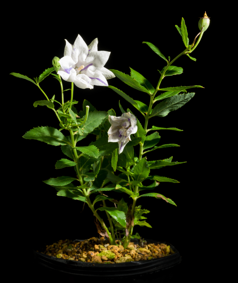 Platycodon Grandiflorus Fma. Polymerum Variegata Apoi Dwarf Type (jacq.) A.dc., Monogr. Campan.: 125 (1830).