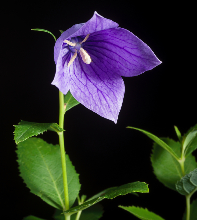 Platycodon Grandiflorus Apoi Dwarf Type (jacq.) A.dc., Monogr. Campan.: 125 (1830)