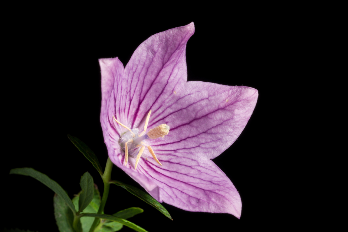 Platycodon Grandiflorus Apoi Pink Dwarf Type (jacq.) A.dc., Monogr. Campan.: 125 (1830).