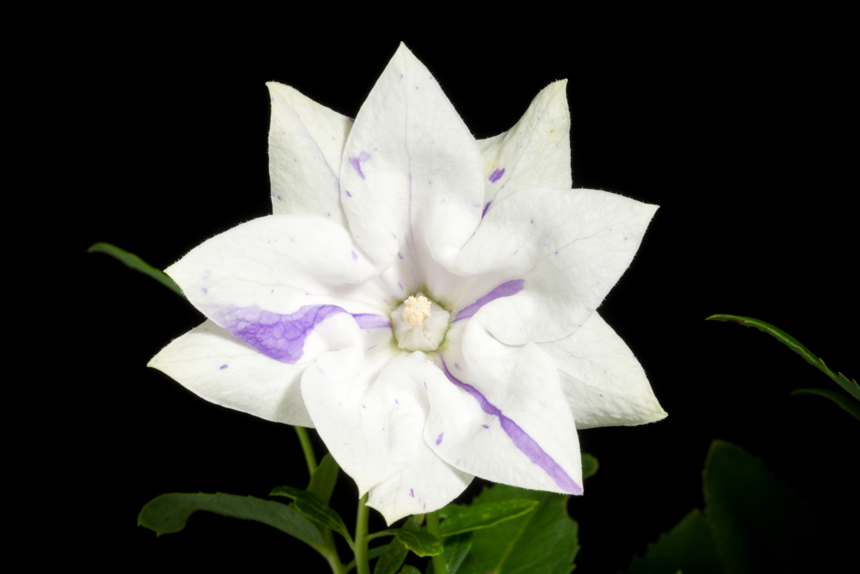 Platycodon Grandiflorus Fma. Polymerum Variegata Apoi Dwarf Type (jacq.) A.dc., Monogr. Campan.: 125 (1830).